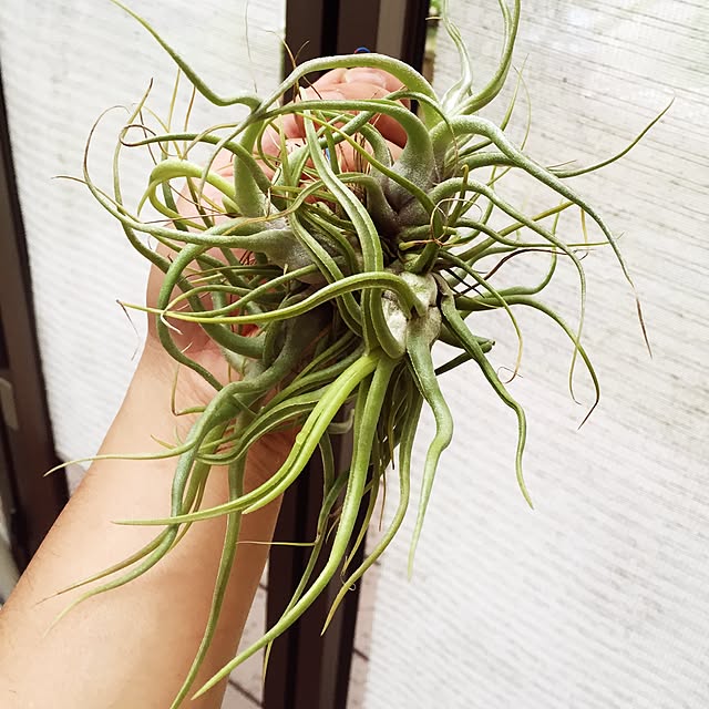 S-Tillandsiaさんの実例写真