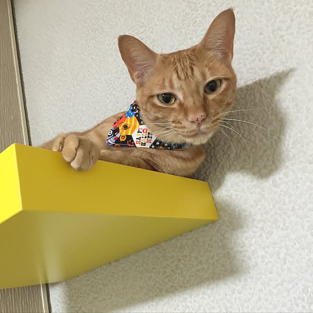 mtkさんの実例写真