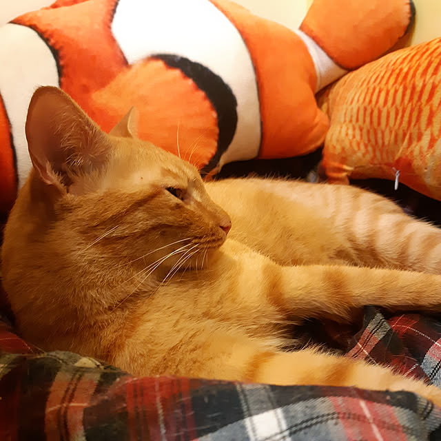CinqinTWさんの部屋