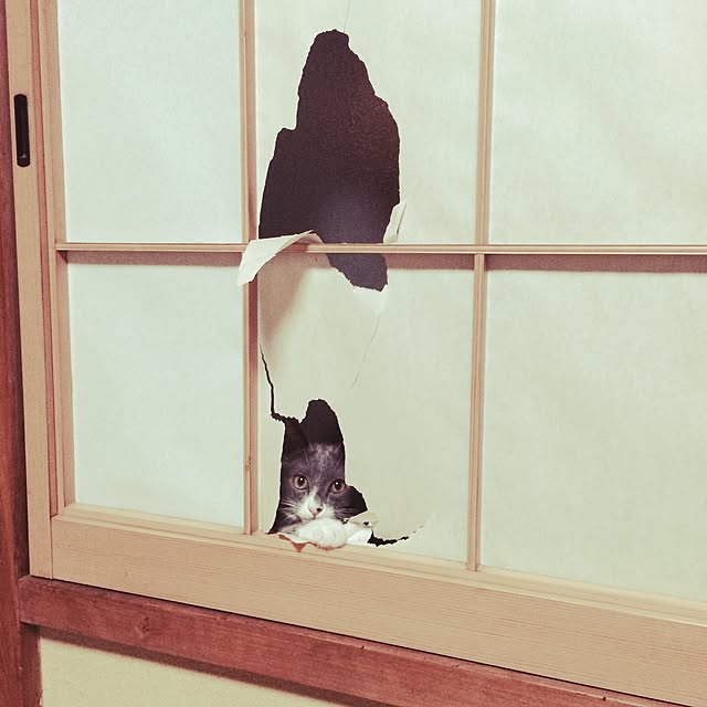 Mikiさんの実例写真
