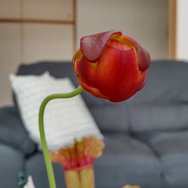 akipopoさんの実例写真
