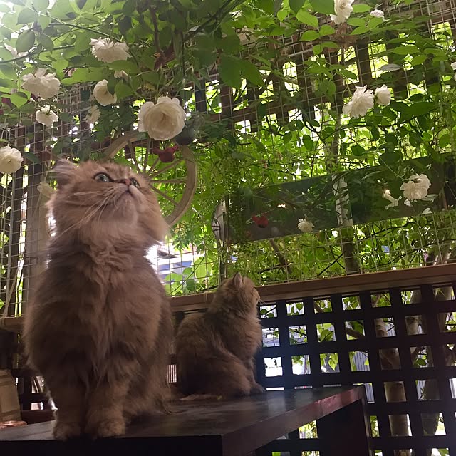 butachanさんの実例写真