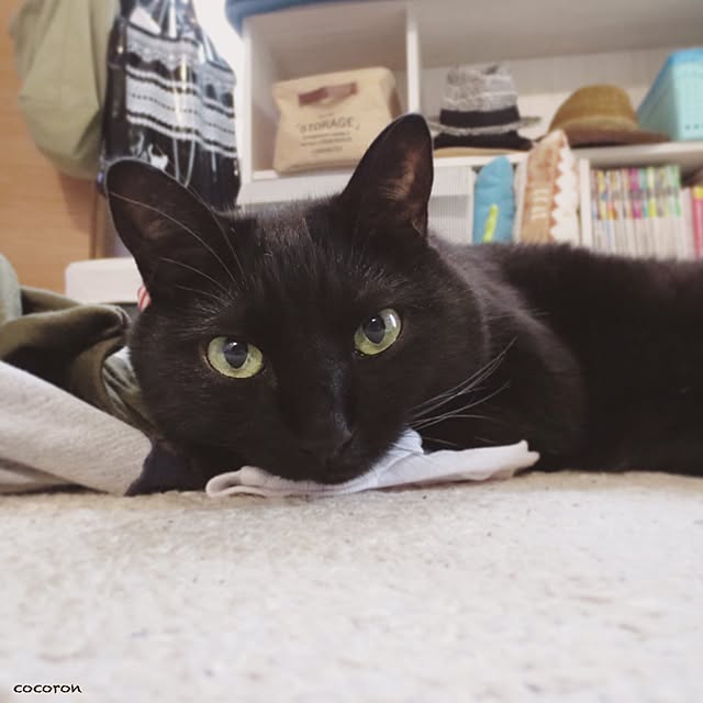 cocoronさんの実例写真