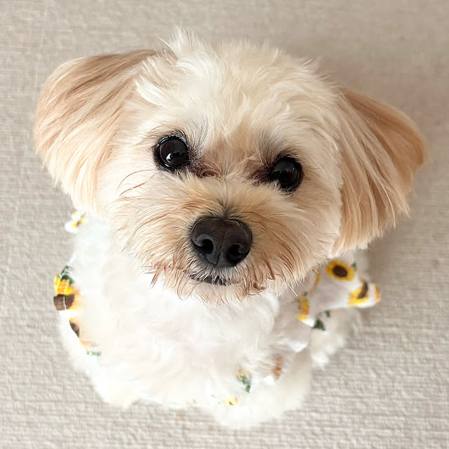 chachamamaさんの実例写真