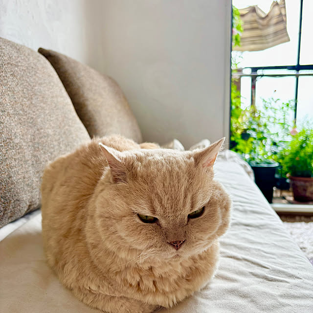 naokoさんの実例写真