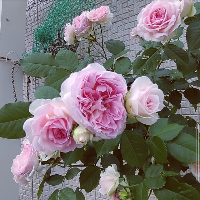Bienvenueさんの実例写真