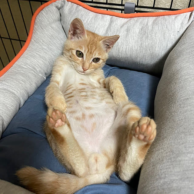 chiiさんの部屋