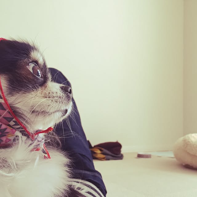 masaさんの実例写真