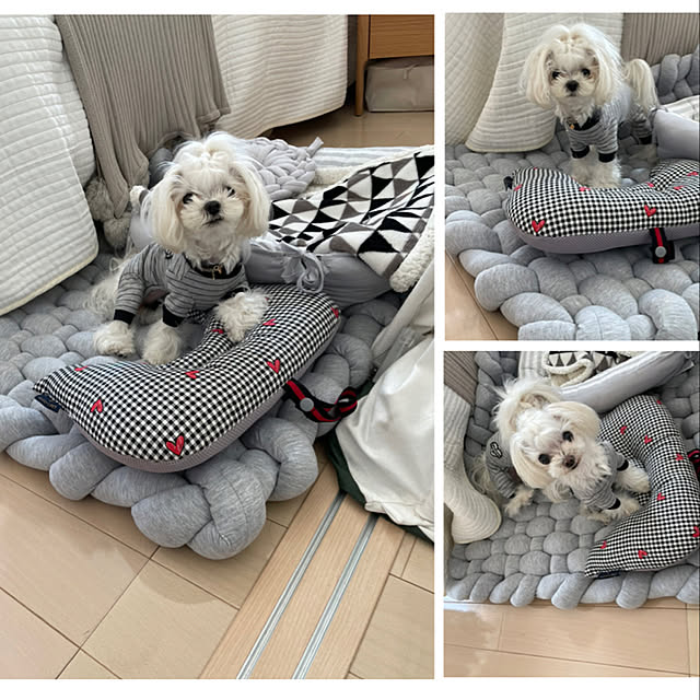 2022.3.11☀️/楽天で買ったもの/愛犬と暮らす家/RCの出会いに感謝♡/インスタやってます！...などのインテリア実例 - 2022-03-11 13:54:53