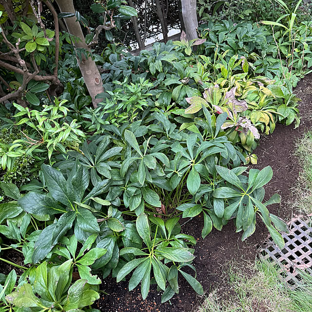 mamizaさんの実例写真