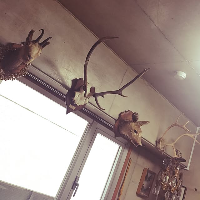 halさんの実例写真