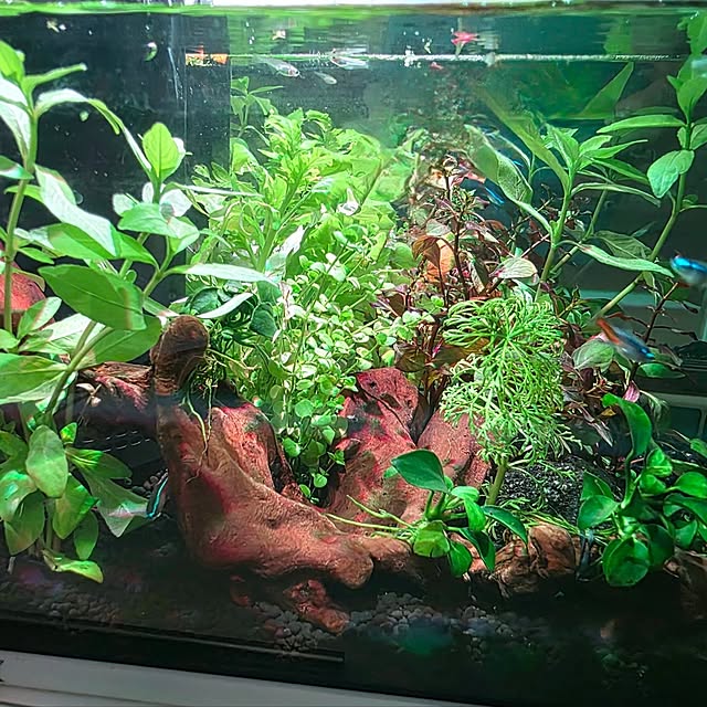 mint_greenさんの部屋