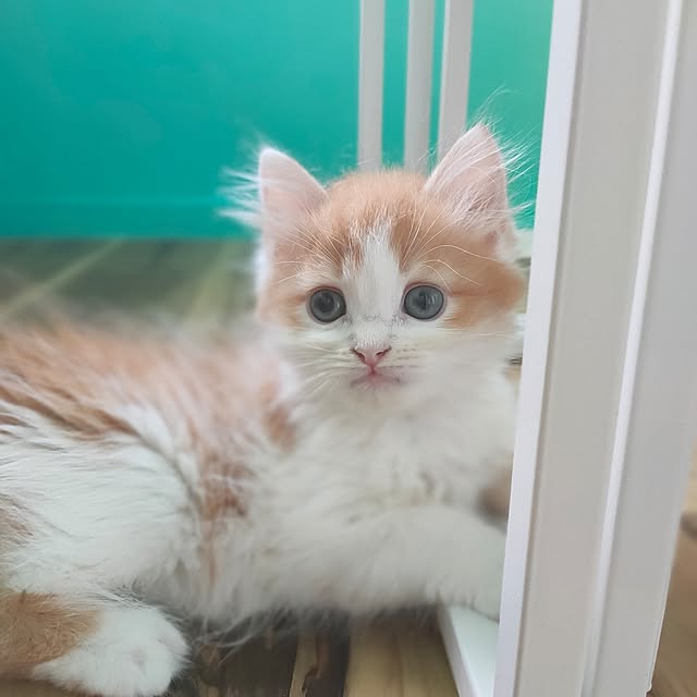 yukaさんの実例写真