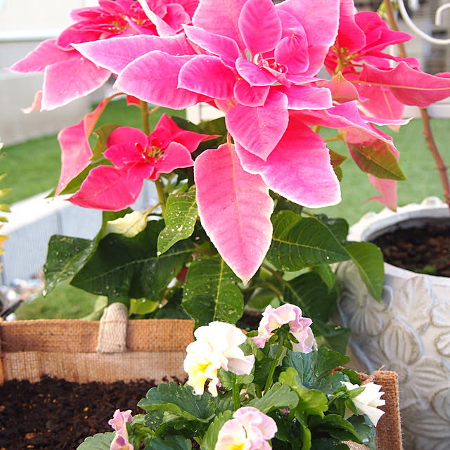 nekotaさんの実例写真