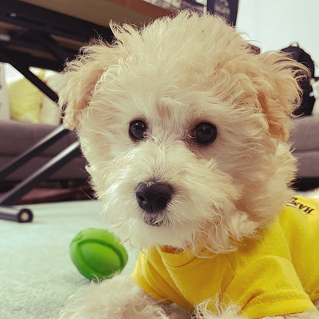 tnrpechikoさんの実例写真