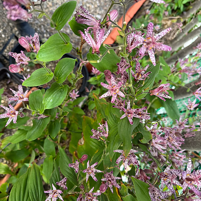 mamizaさんの部屋