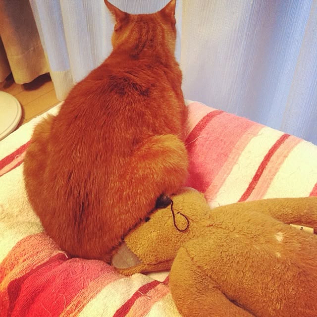 cyokotaroさんの実例写真
