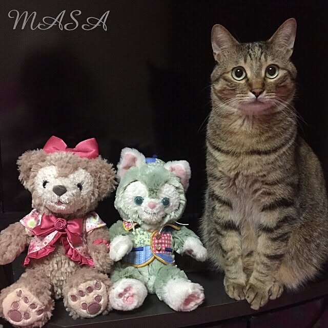 MASAさんの実例写真