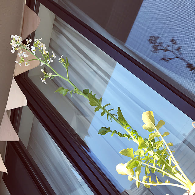 Lucyさんの実例写真