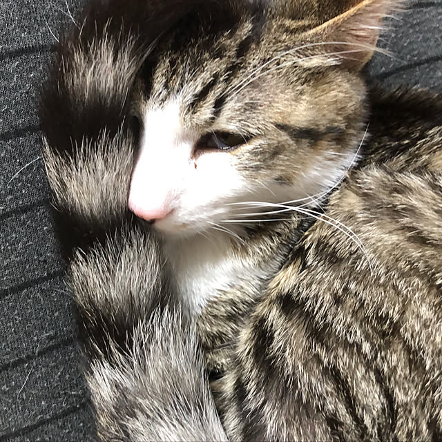 実例写真