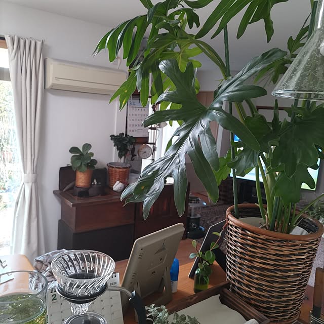 salacocoさんの実例写真