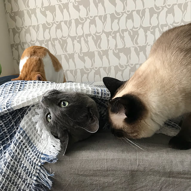 73さんの実例写真
