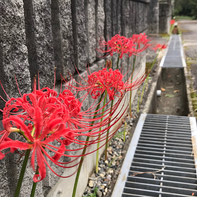 marucoさんの実例写真