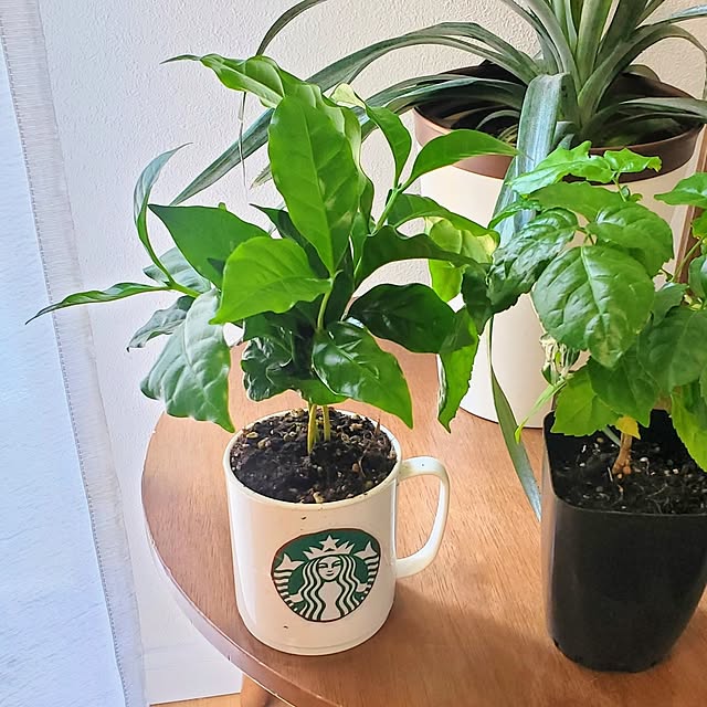 tomatopapaさんの部屋