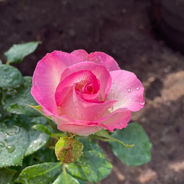 ronronさんの実例写真