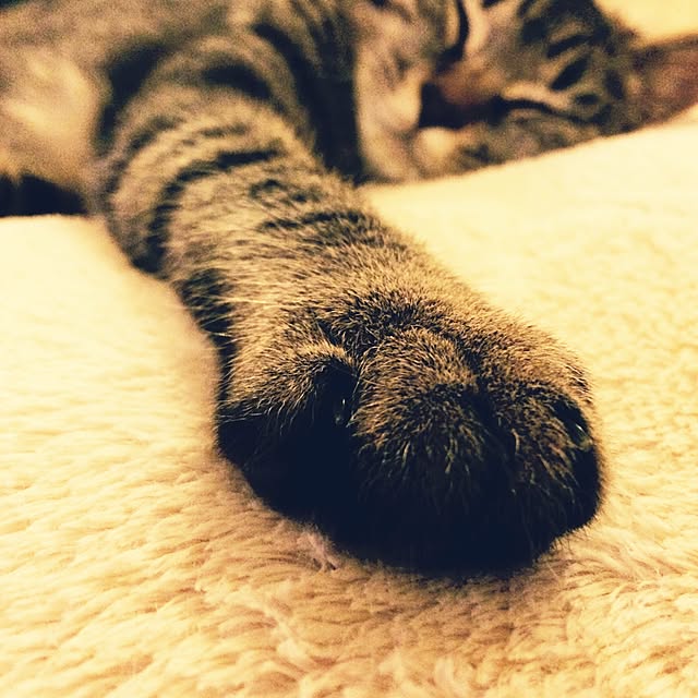 maruさんの実例写真