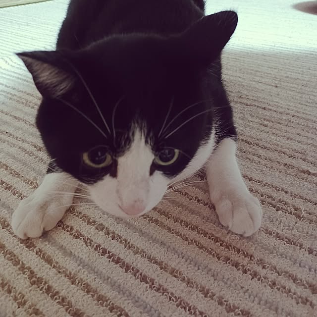 anzuさんの実例写真