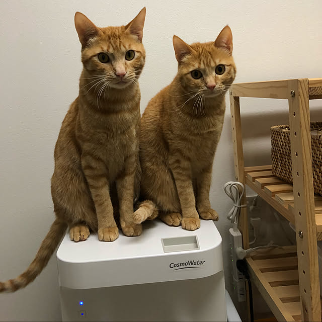 necomameさんの実例写真