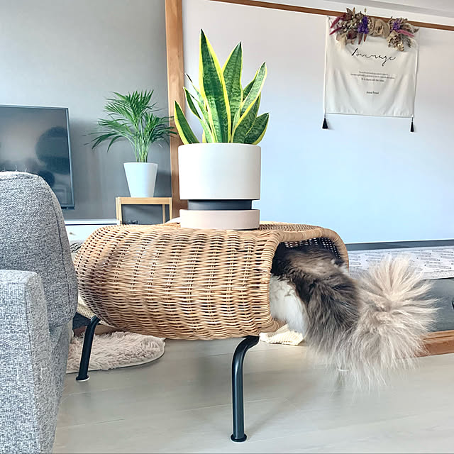 Micccaさんの実例写真