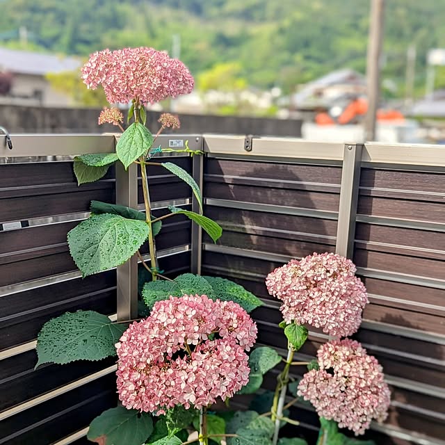 kohakuさんの部屋