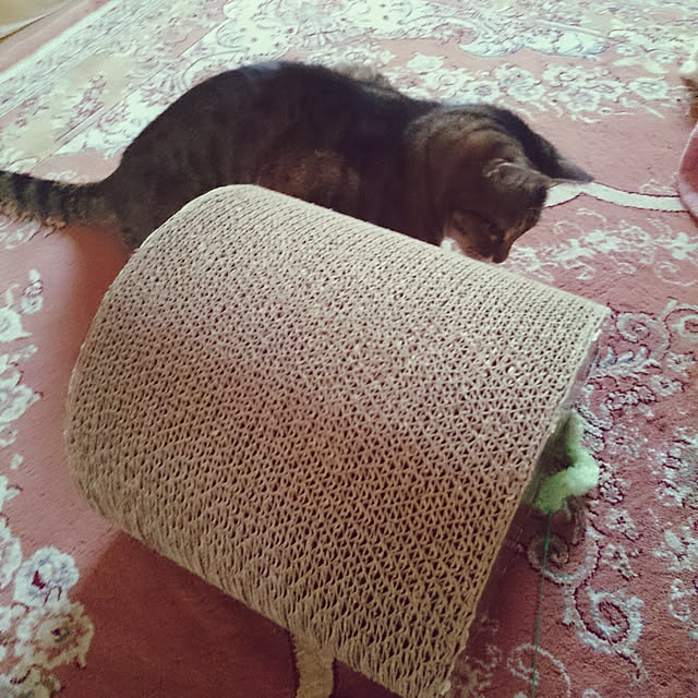 lilyさんの実例写真