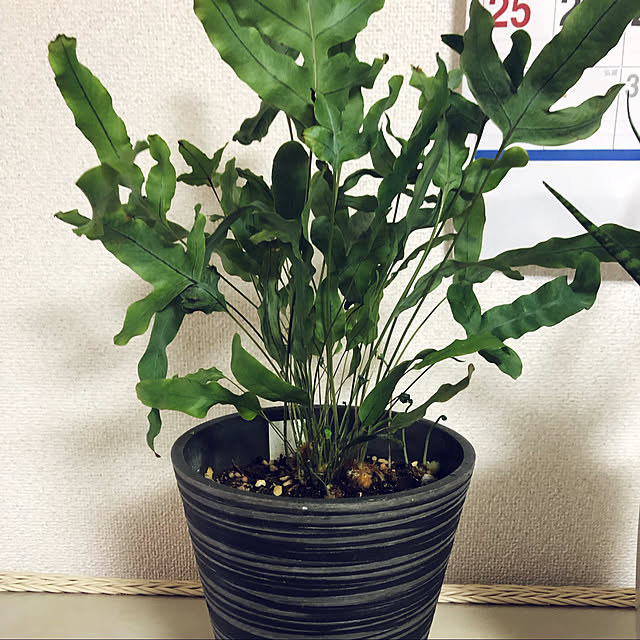 hanachanさんの実例写真