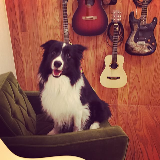 bamboobooCatDogさんの実例写真