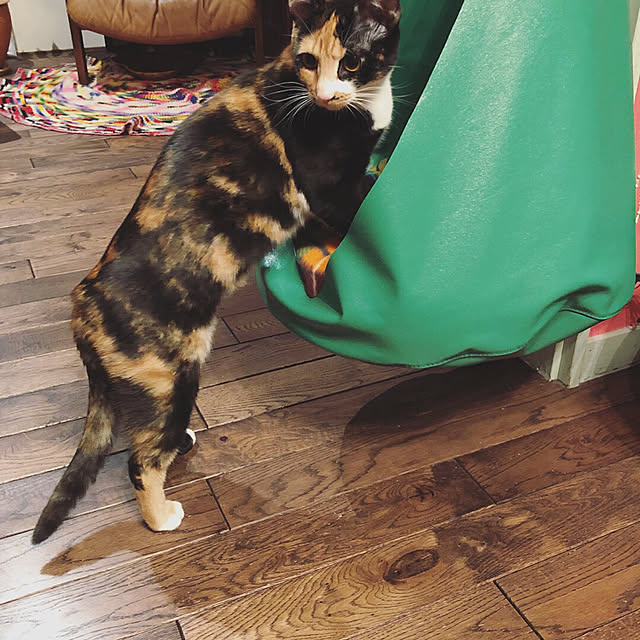 nekobusさんの実例写真