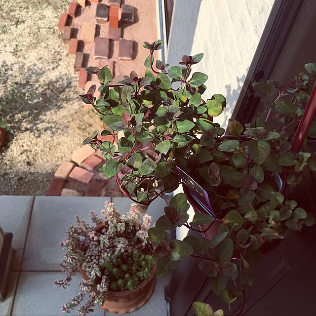 yoppyさんの実例写真