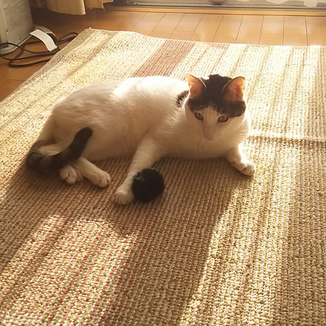 sakuraさんの実例写真