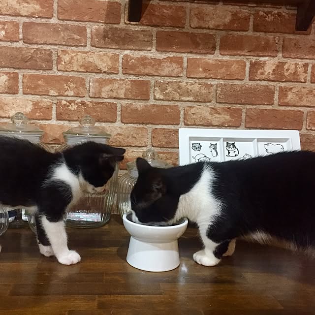 butachanさんの実例写真