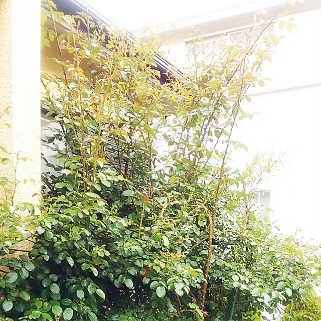 Tomopさんの実例写真