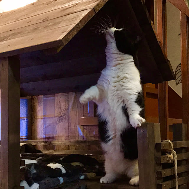 butachanさんの実例写真