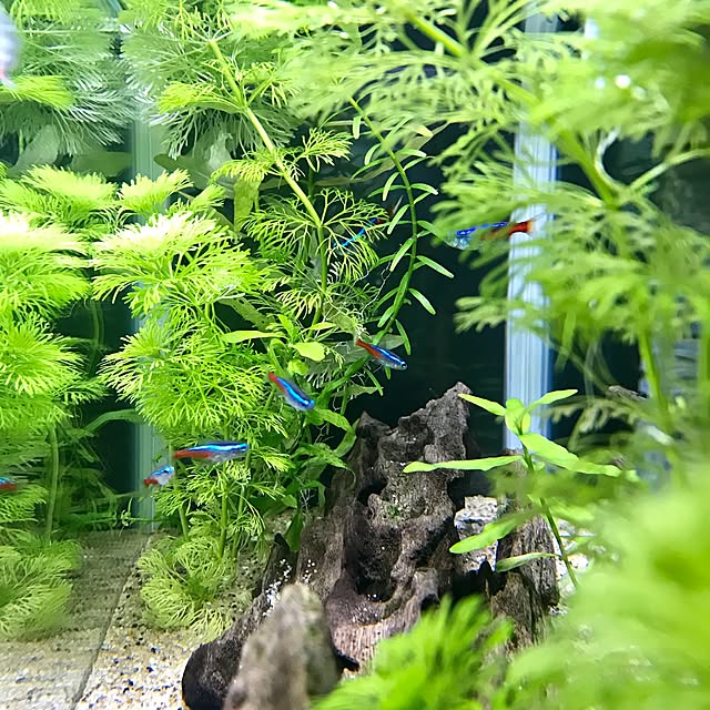 Riiさんの実例写真