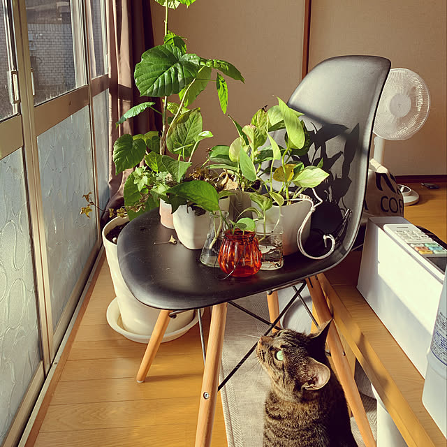 kuromiさんの実例写真