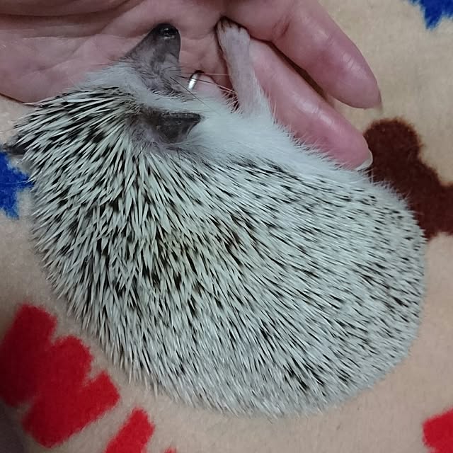 Reikomさんの実例写真