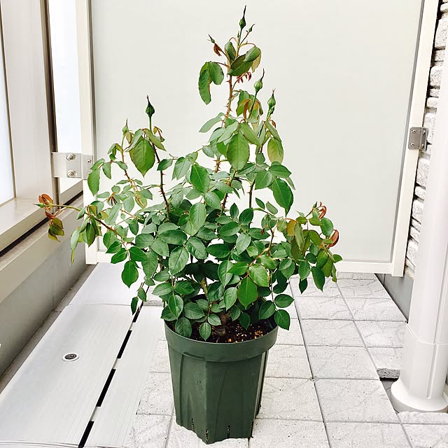 yakitoripieさんの実例写真