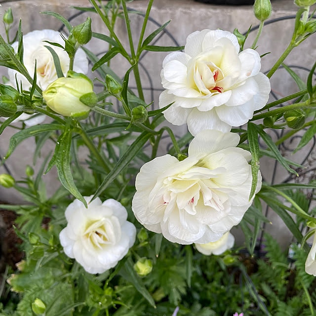 shiropenguinさんの部屋