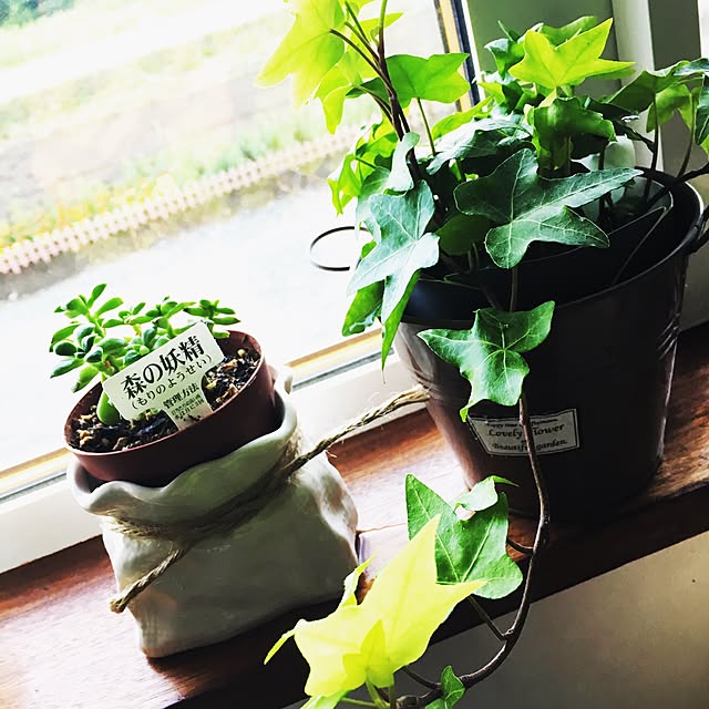 キッチン/観葉植物/ナチュラル/多肉植物のインテリア実例 - 2016-06-26 23:08:57