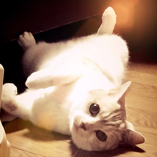 aiaiさんの実例写真